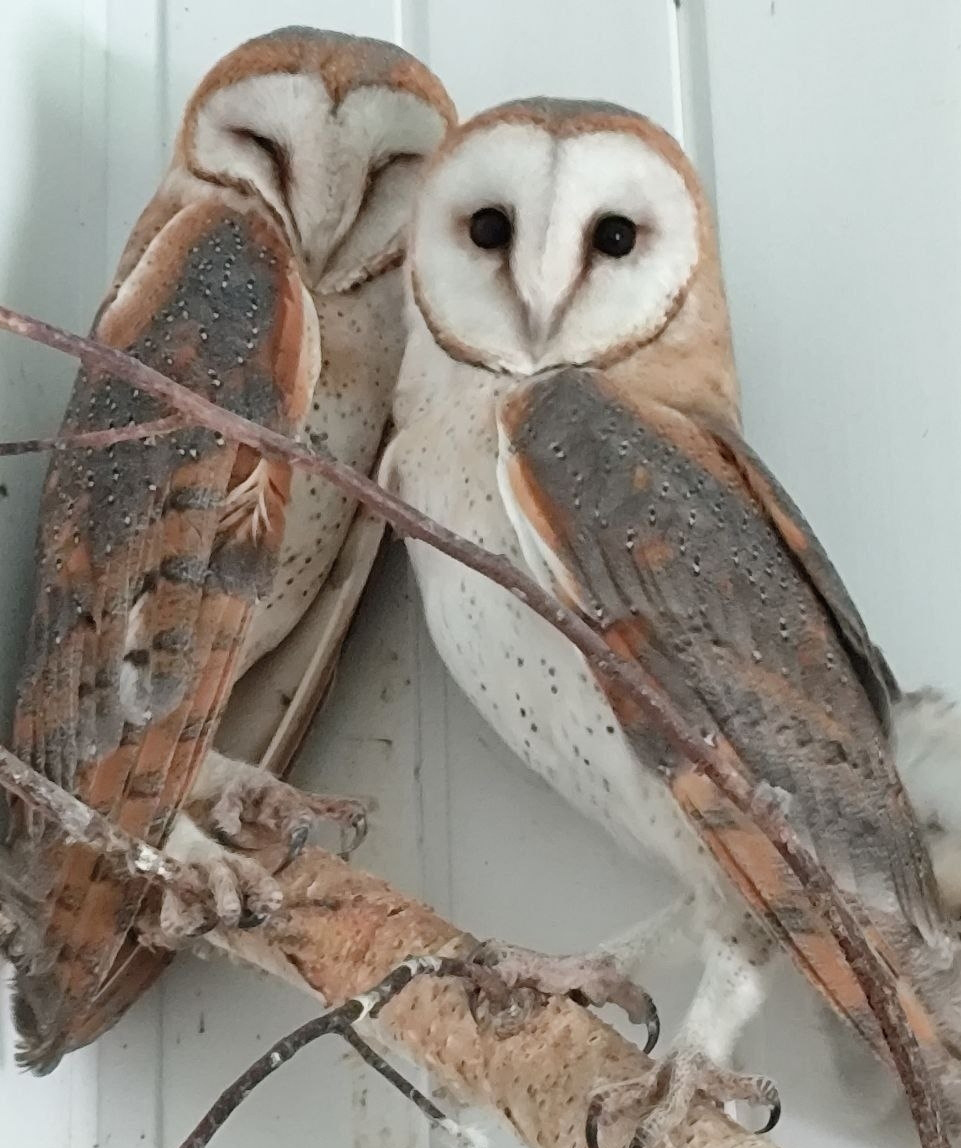 Научная библиотека организовала акцию помощи диким животным