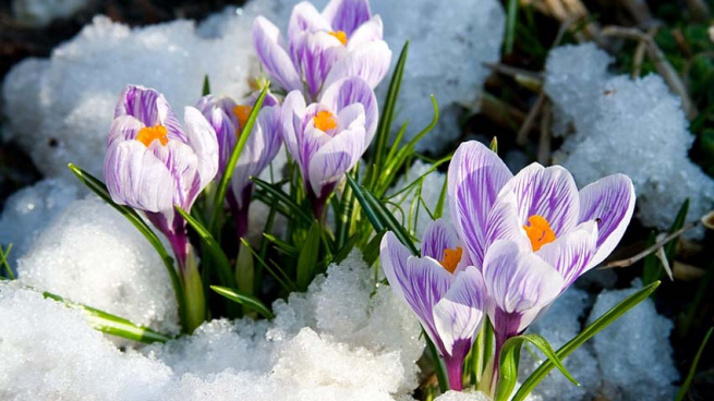 Внезапный поворот к весне