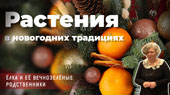 Растения в новогодних традициях