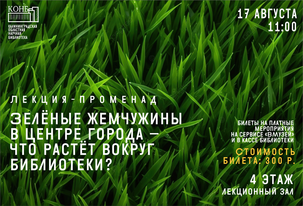 Зелёные жемчужины в центре города – что растёт вокруг библиотеки?