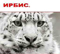 Школа «Ирбис»